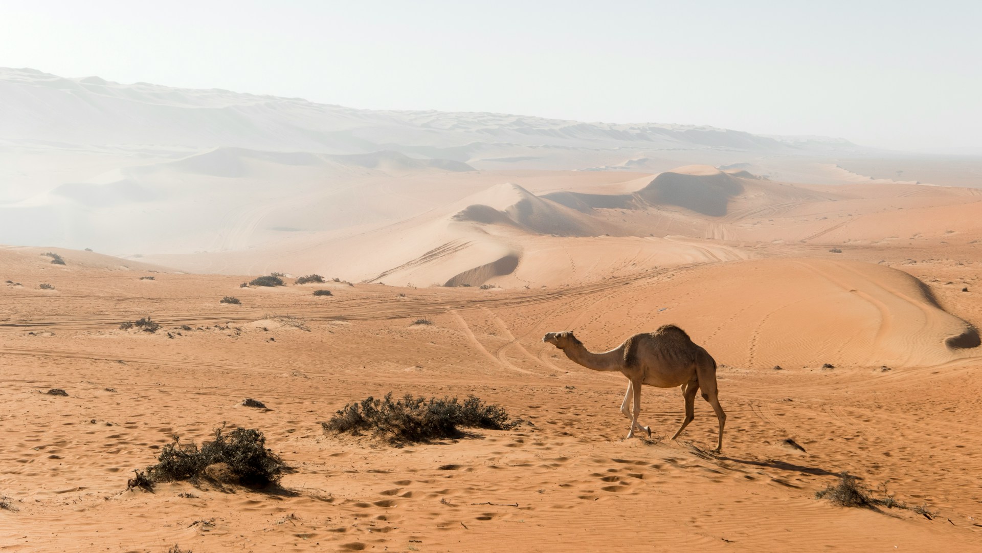 Wahiba Sands